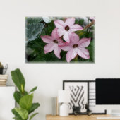 Star Blume Nicotania Poster (Heimbüro)
