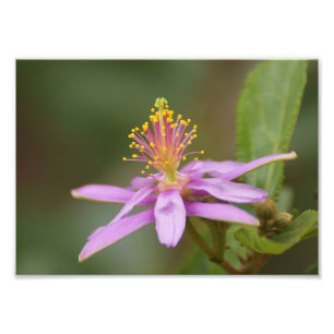 Star Burst Fotodruck