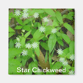 Star Chickweed Magnet (Vorne)
