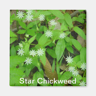 Star Chickweed Magnet