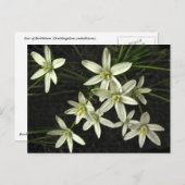 Star der Bethlehem Postkarte (Vorne/Hinten)