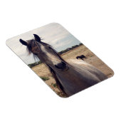 Star des arabischen Pony, flexibler Magnet (Rechte Seite)