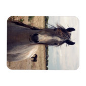 Star des arabischen Pony, flexibler Magnet (Horizontal)