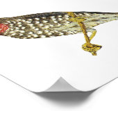 Star Finch (Süd) - Neochmia ruficauda Folio Poster (Ecke)