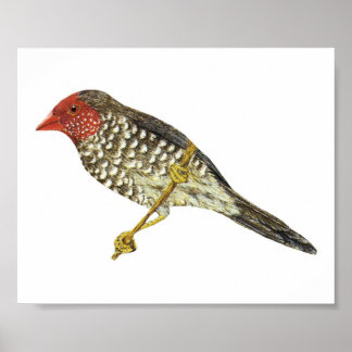 Star Finch (Süd) - Neochmia ruficauda Folio Poster