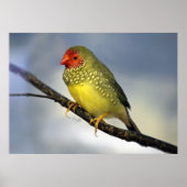 Star Finish Print Poster (Vorne)