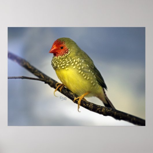 Star Finish Print Poster (Vorne)