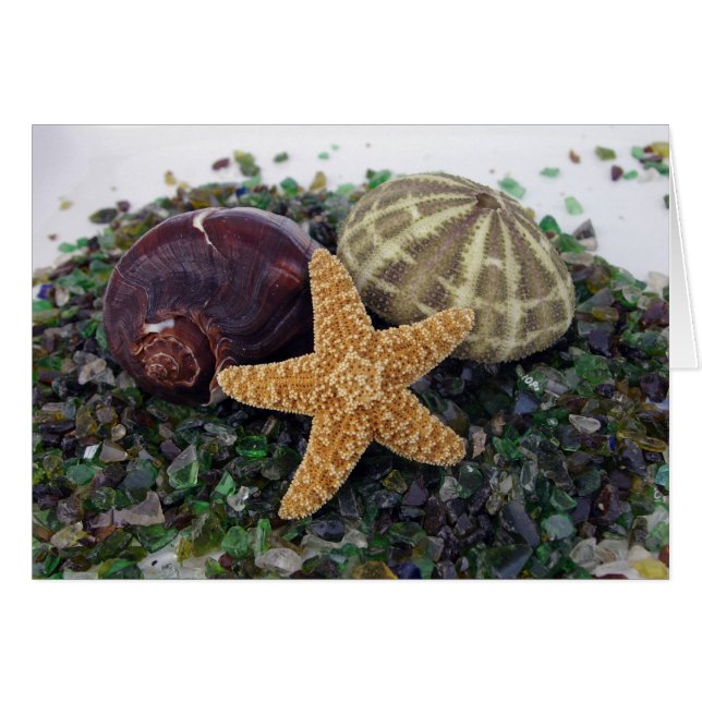 Star Fish, Muschel & Urchin Card (Vorderseite (Horizontal))