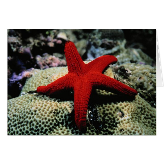 Star Fish | Rotes Meer (Vorderseite (Horizontal))