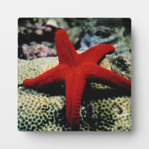 Star Fish   Rotes Meer Fotoplatte