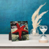 Star Fish | Rotes Meer Fotoplatte (InSitu)