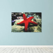 Star Fish | Rotes Meer Leinwanddruck (Insitu (Holzboden))