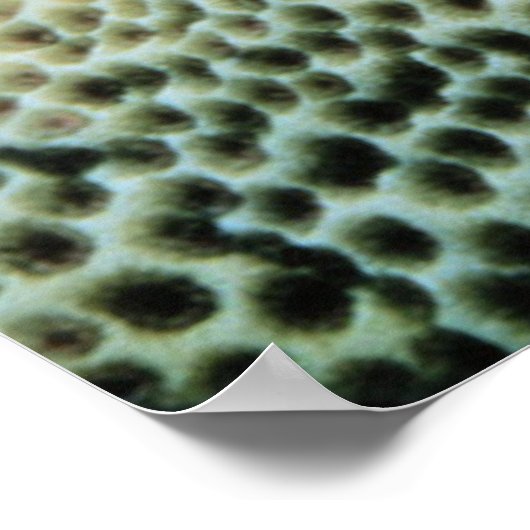 Star Fish | Rotes Meer Poster (Ecke)