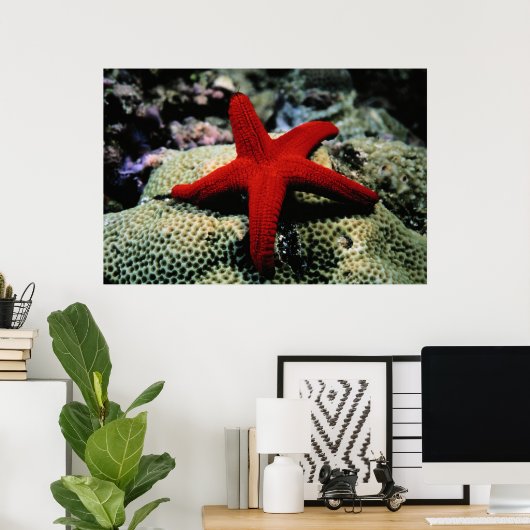 Star Fish | Rotes Meer Poster (Heimbüro)