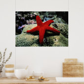 Star Fish | Rotes Meer Poster (Küche)