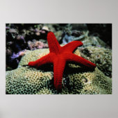Star Fish | Rotes Meer Poster (Vorne)