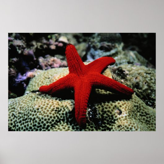Star Fish | Rotes Meer Poster (Vorne)