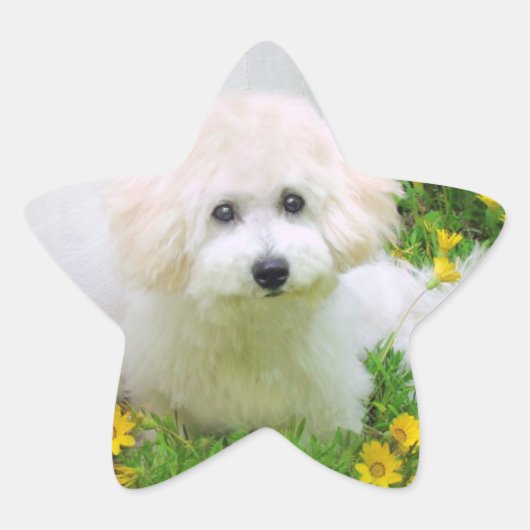 Star-Foto-Sticker Stern-Aufkleber (Vorderseite)