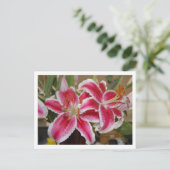 Star Gazer Lily Postcard Postkarte (Stehend Vorderseite)