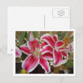 Star Gazer Lily Postcard Postkarte (Vorne/Hinten)