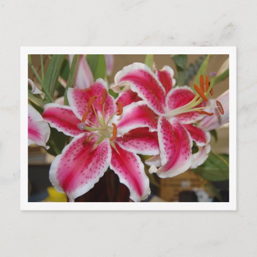 Star Gazer Lily Postcard Postkarte (Vorderseite)