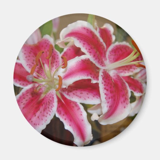 Star Gazer Lily Round Magnet (Vorne)