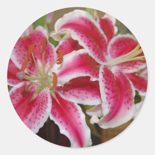 Star Gazer Lily Sticker (Vorderseite)