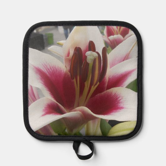 Star Gazer Topflappen (Vorderseite)