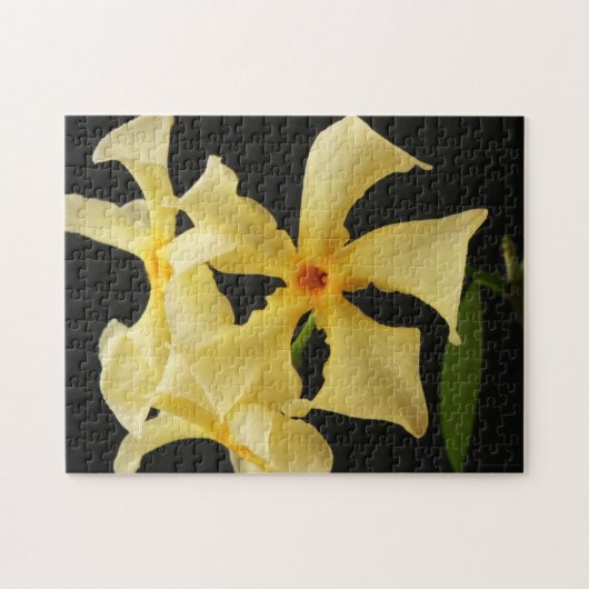 Star Jasmine Blume 11x14 252pc jpcna Puzzle (Horizontal)