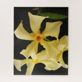 Star Jasmine Blume 16x20 520pc jpcnm Puzzle (Vertikal)