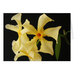 Star Jasmine Blume gccnm