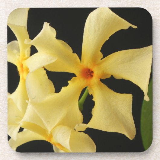 Star Jasmine Blume Küstenercna Getränkeuntersetzer (Vorderseite)