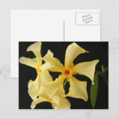 Star Jasmine Blume pccm Postkarte (Vorne/Hinten)