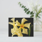 Star Jasmine Blume pccna Postkarte (Stehend Vorderseite)