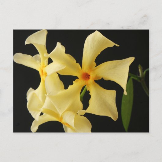 Star Jasmine Blume pccna Postkarte (Vorderseite)