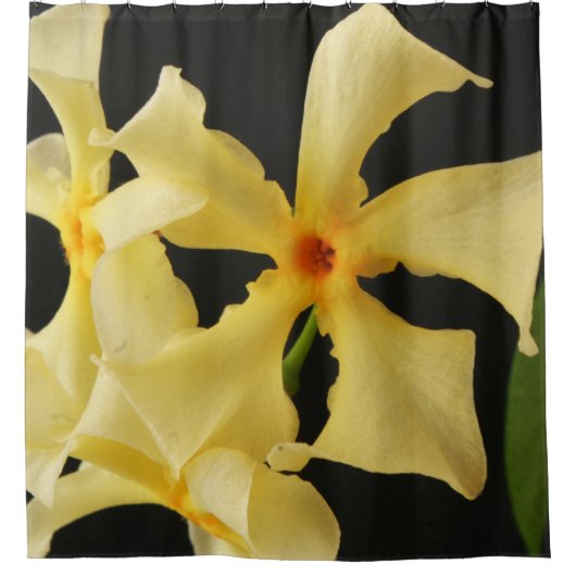 Star Jasmine Blume scccna Duschvorhang (Vorderseite)