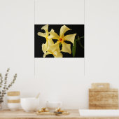 Star Jasmine Blume wapa Poster (Küche)