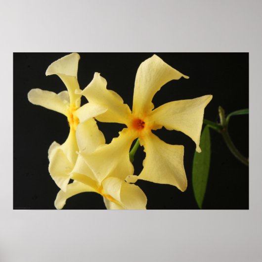 Star Jasmine Blume wapa Poster (Vorne)