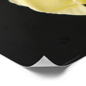 Star Jasmine Blume wapcnm Poster (Ecke)