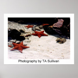 Star Light, Star Bright von TDGallery Poster