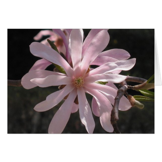 Star Magnolia (Vorderseite (Horizontal))