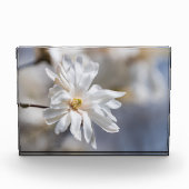 Star Magnolia Bloom Fotoblock (Vorderseite)
