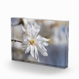 Star Magnolia Bloom Fotoblock