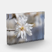 Star Magnolia Bloom Fotoblock (Links)