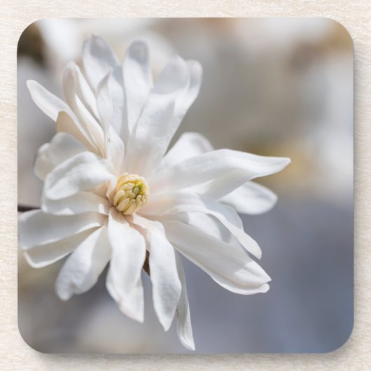 Star Magnolia Bloom Getränkeuntersetzer (Vorderseite)