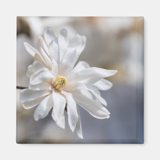 Star Magnolia Bloom Magnet (Vorne)