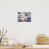 Star Magnolia Bloom Poster (Küche)