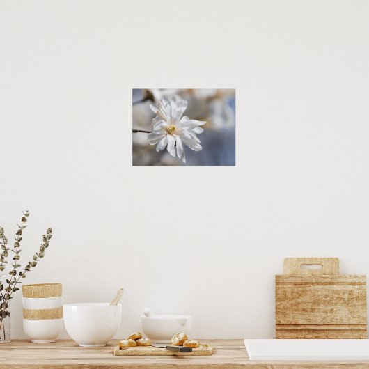 Star Magnolia Bloom Poster (Küche)