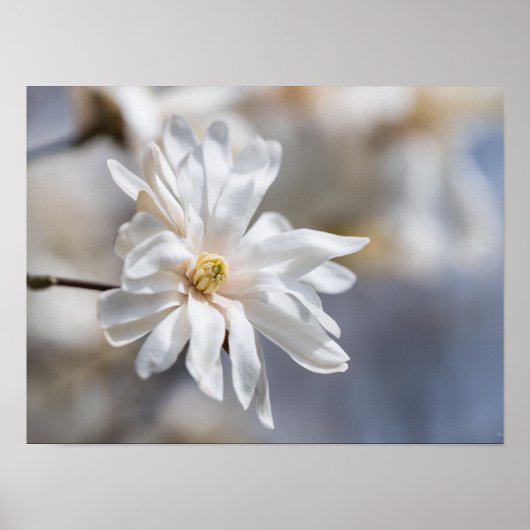 Star Magnolia Bloom Poster (Vorne)