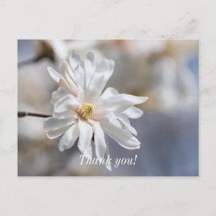 Star Magnolia Bloom Vielen Dank Postcard Postkarte